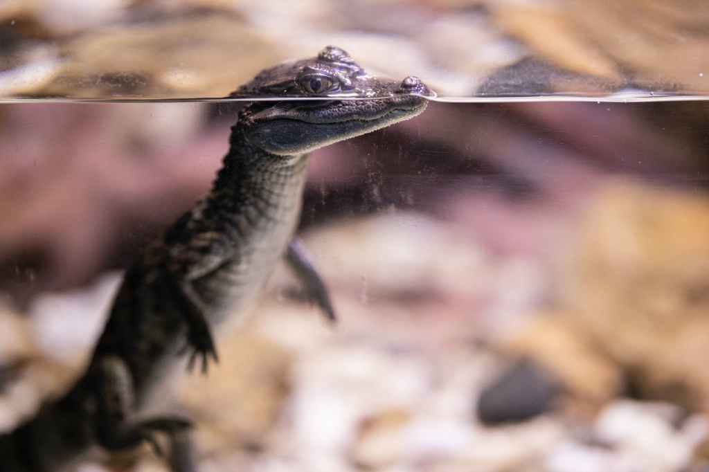 #718 Fascination Porsche – S1 E10 – 718&nbsp;Cayman